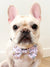 Dog Bow Tie - Gummy Bear