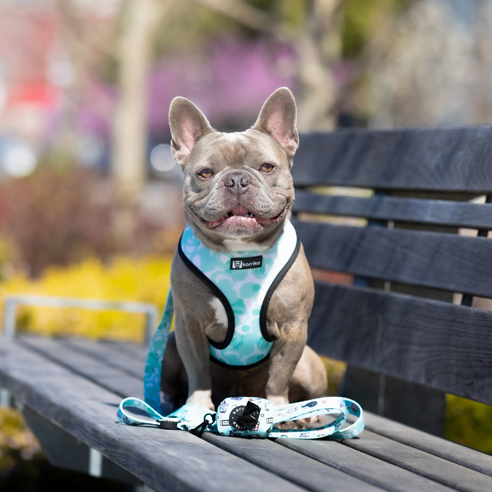 Reversible Dog Harness Pupflix Final Sale Korriko Pet Supply