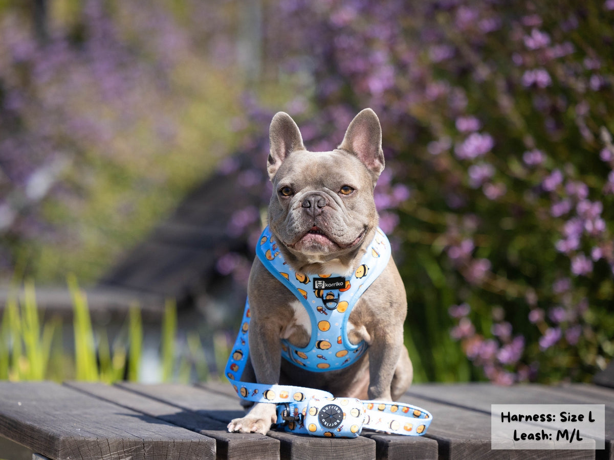 Adjustable Dog Harness - HoneyBee - Korriko Pet Supply