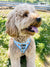 Adjustable Dog Harness - HoneyBee