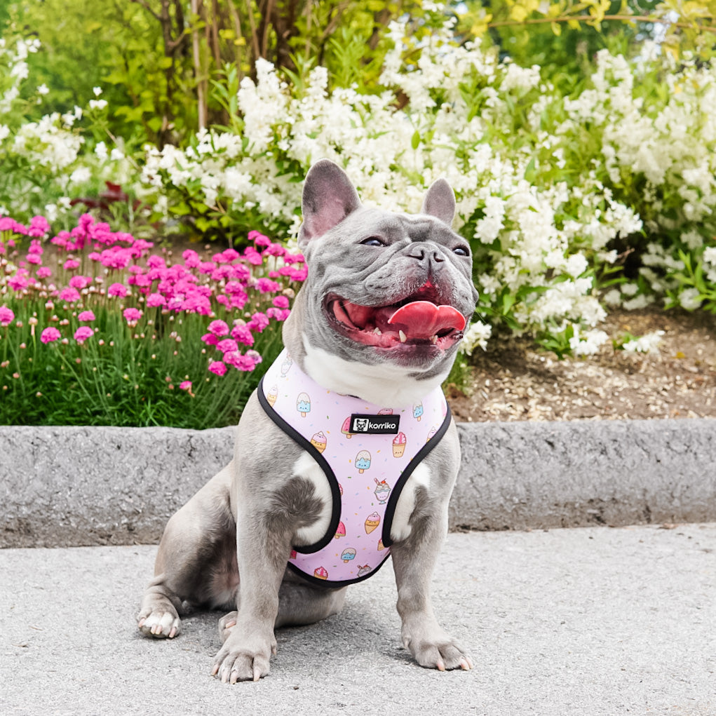 Frenchie Duo Reversible Harness - Year of the Rabbit in 2023