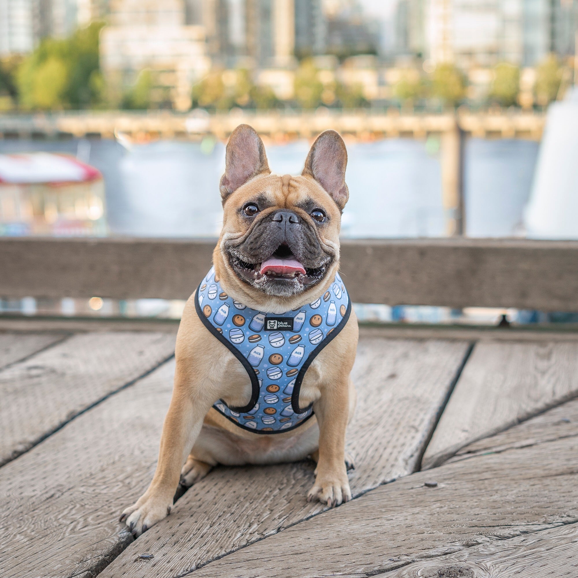 Reversible Dog Harness - Milky Way - Blue Paw Co.