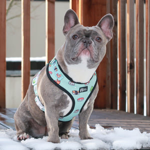 Adjustable Dog Harness - Sushi (BPC - SECONDS - FINAL SALE)