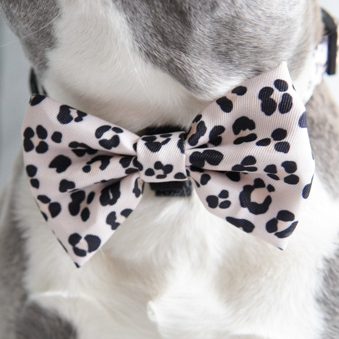 Paw print bow tie best sale