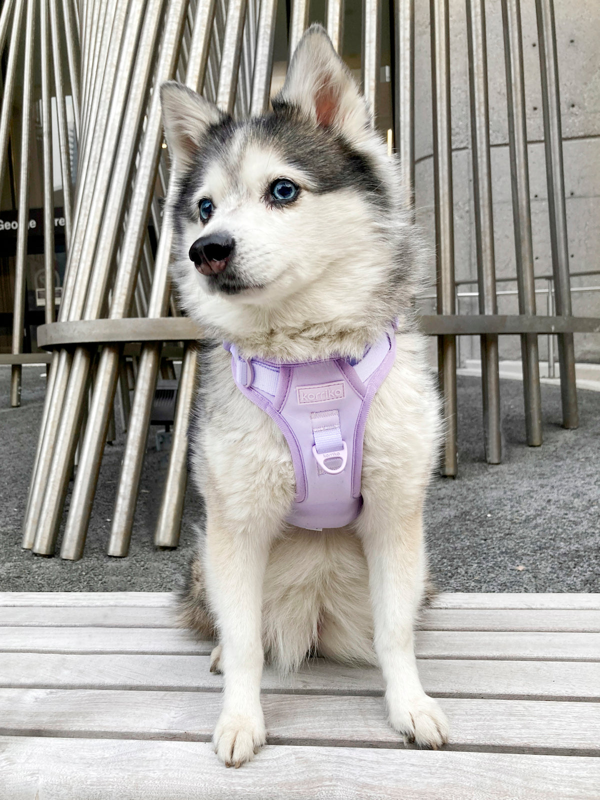 E clearance dog harness