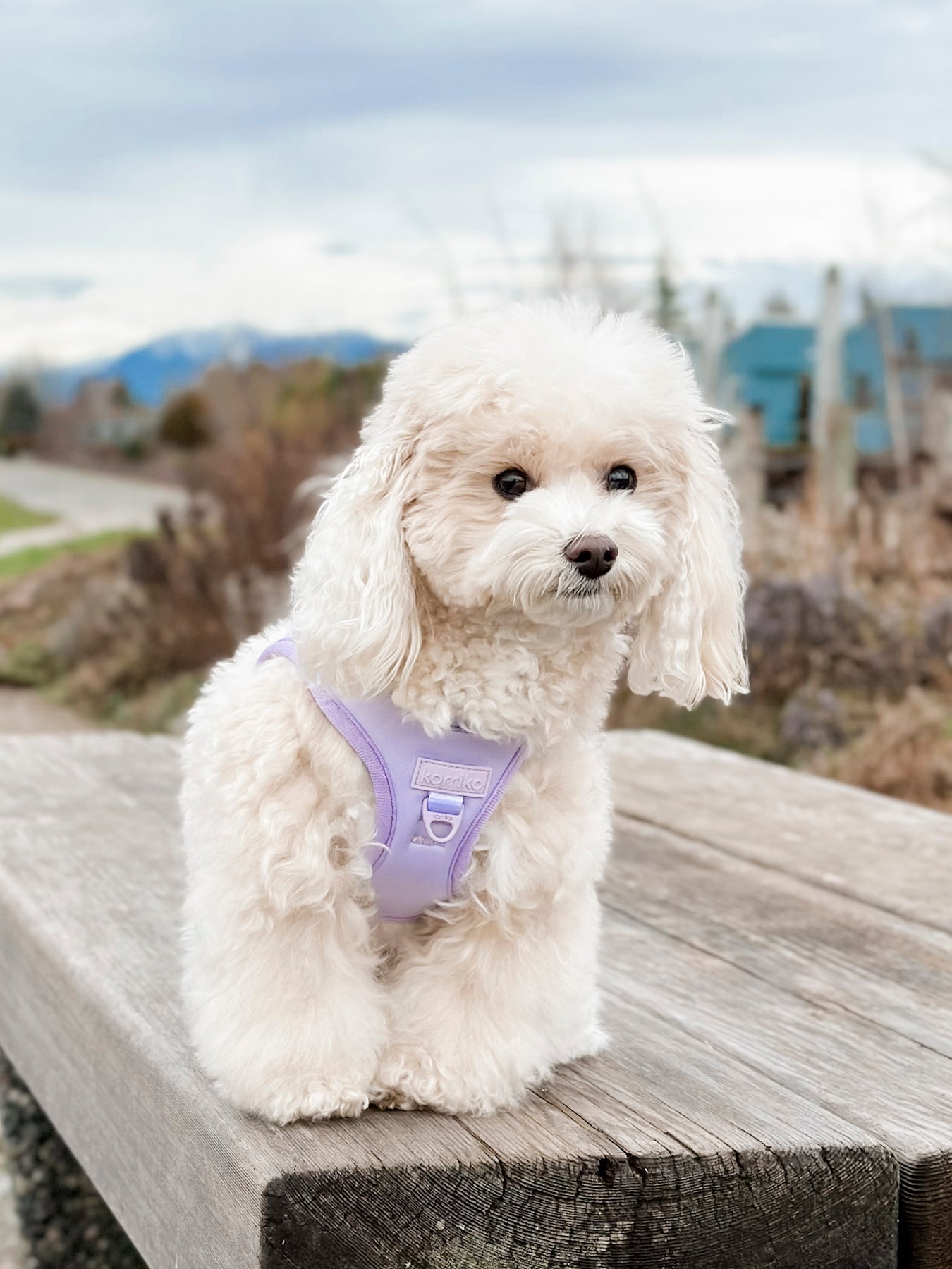 Purple poodle harness best sale