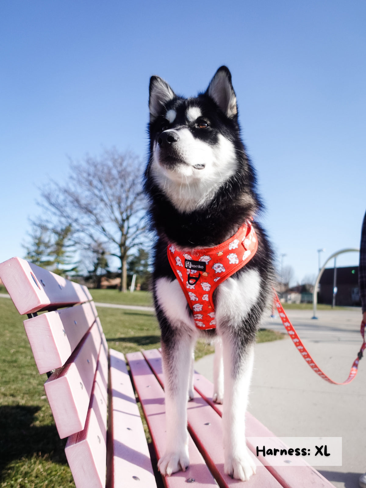 Husky squad clearance harness