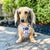 Adjustable Dog Harness - Spotted (Final Sale)