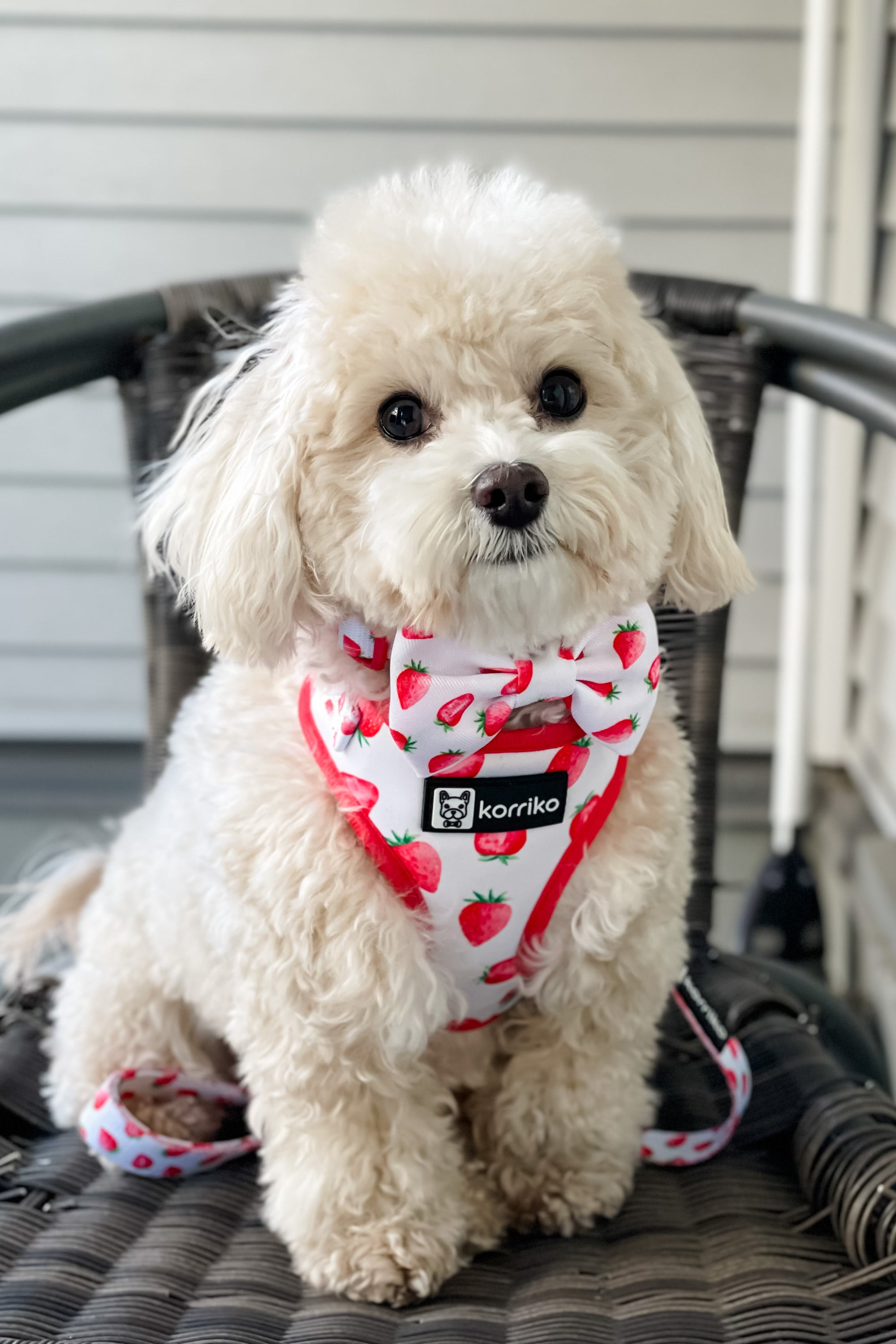 Dog Bow Tie - Strawberries & Cream (Final Sale)