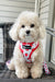 Adjustable Dog Harness - Strawberries & Cream