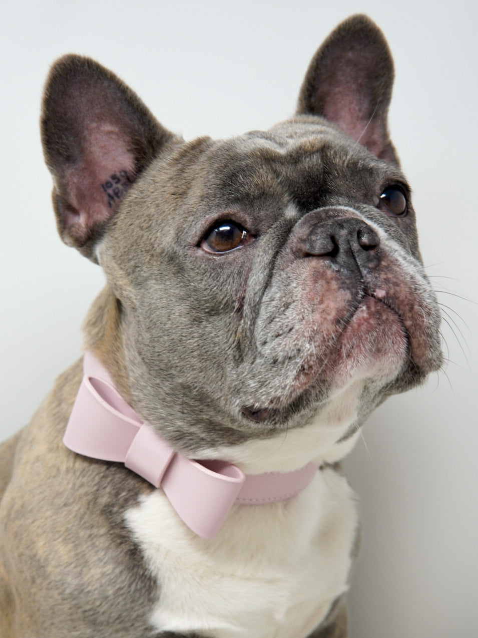 Signature Collar & Leash Set - Blush Pink (Final Sale)