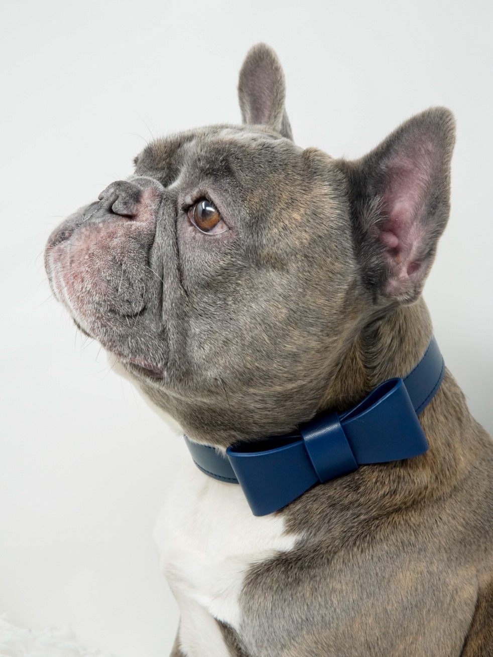 Bow Tie Collar For Dogs And Leash Set